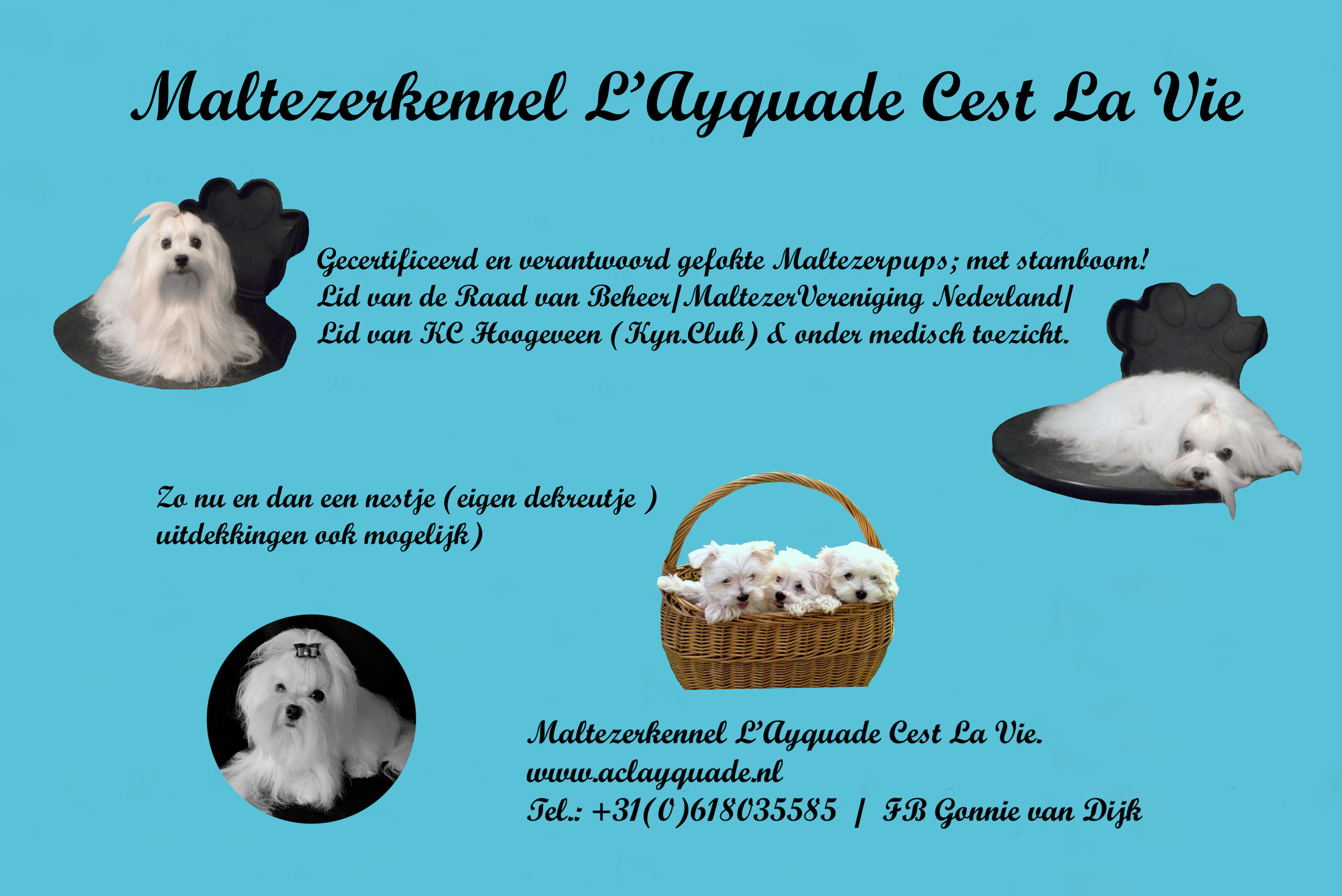 L`Ayquade Cest La Vie